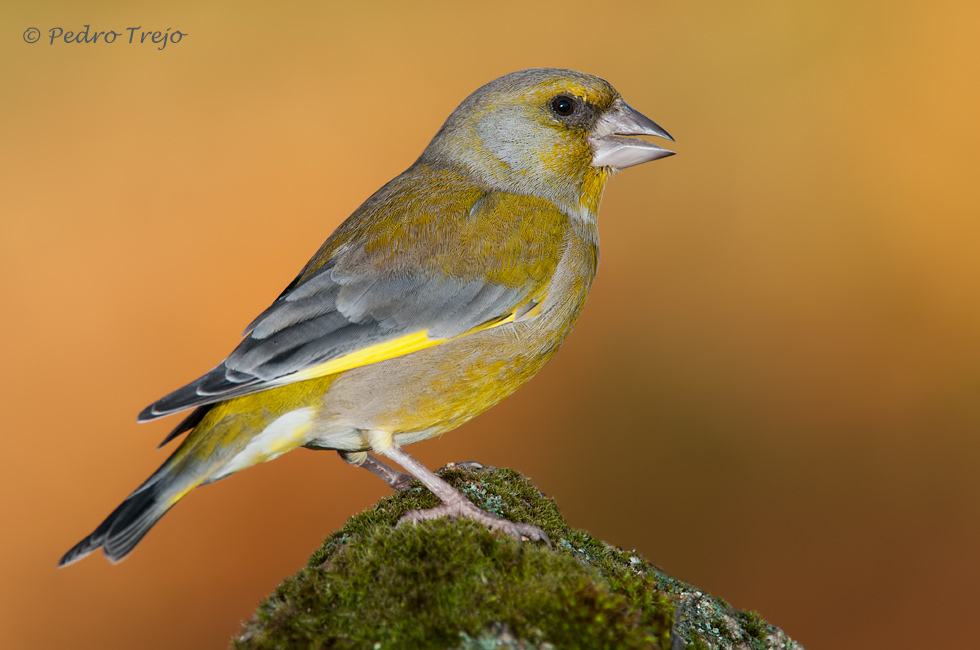 Verderon (Carduelis chloris)